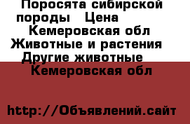 Поросята сибирской породы › Цена ­ 4 000 - Кемеровская обл. Животные и растения » Другие животные   . Кемеровская обл.